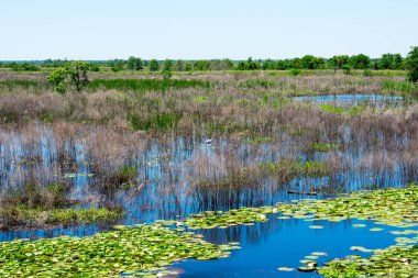 Yaz zamanı yeşil orman ve bataklık manzarası