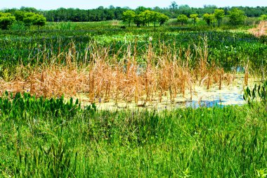 Yaz zamanı yeşil orman ve bataklık manzarası