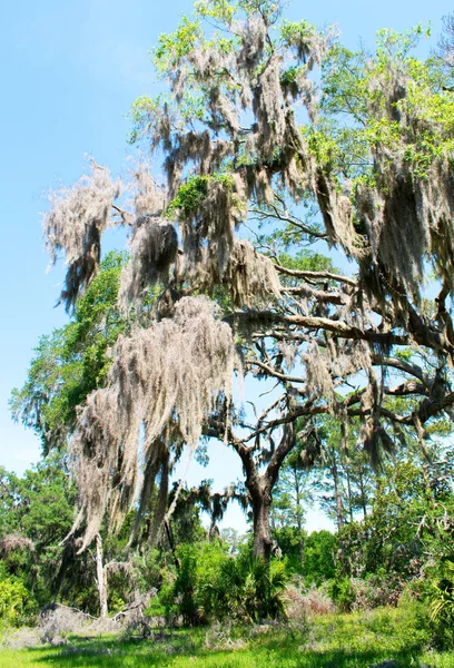 Квітуче Дерево Пухнастими Висячими Гілками — стокове фото