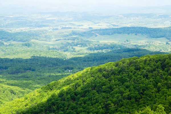 Paisagem Natural Com Plantas Verdes Brilhantes — Fotografia de Stock