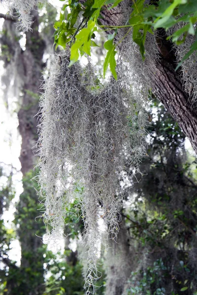 开花的树 枝条蓬松 — 图库照片