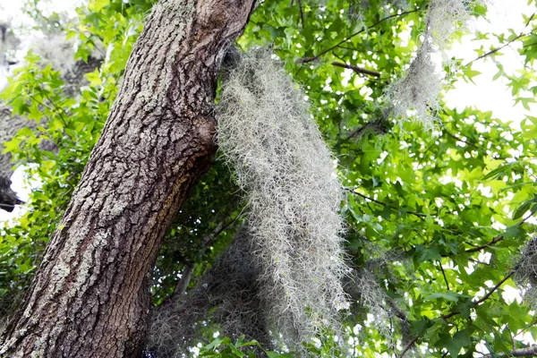 ふわふわの枝を持つ木の開花 — ストック写真