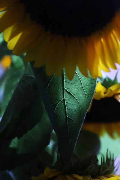 Nahaufnahme Von Leuchtend Gelben Sonnenblumen Der Vase — Stockfoto