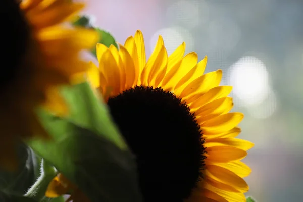 Vue Rapprochée Tournesols Jaune Vif Vase — Photo