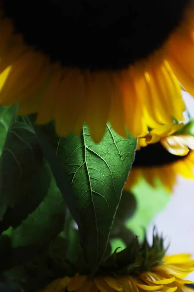 Nahaufnahme Von Leuchtend Gelben Sonnenblumen Der Vase — Stockfoto