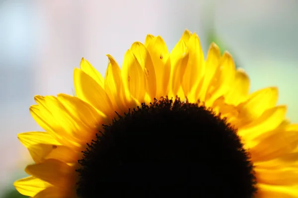Крупний План Яскраво Жовтого Соняшника — стокове фото