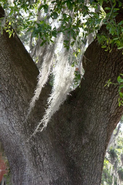 Albero Fiorito Con Soffici Rami Pendenti — Foto Stock