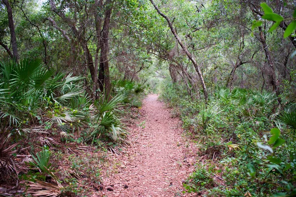 Trockenes Laub Auf Fußweg Schönen Wald — Stockfoto