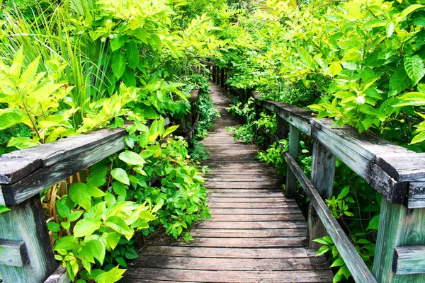 Empty Wooden Walkway Railings Beautiful Green Vegetation — Stock Photo, Image