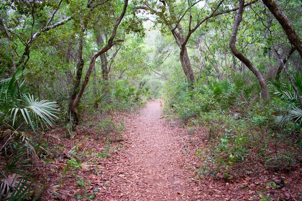 Сухие Листья Дорожке Красивом Лесу — стоковое фото