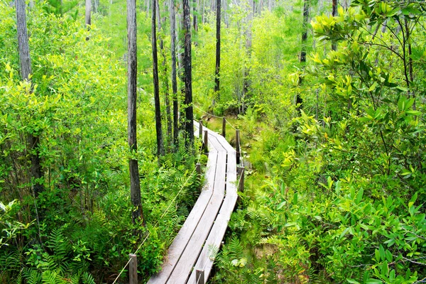 Άδειο Ξύλινο Διάδρομο Μεταξύ Των Πράσινων Φυτών Όμορφο Δάσος — Φωτογραφία Αρχείου