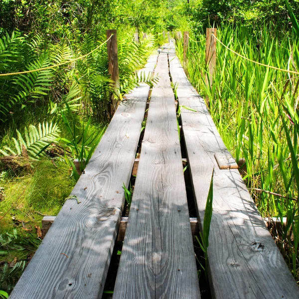 Empty Wooden Bridge Scenic Green Forest — Stock Photo, Image