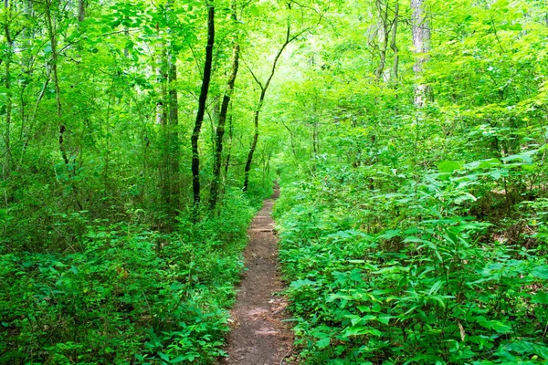 Μεταξύ Πράσινων Φυτών Γραφικά Δάση — Φωτογραφία Αρχείου