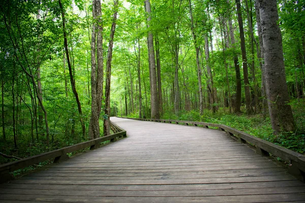 Empty Wooden Walkway Beautiful Green Forest — Stock Photo, Image