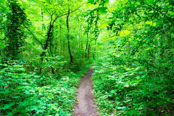 Pathway Green Plants Scenic Forest — Stock Photo, Image
