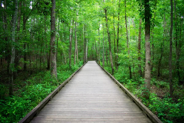 Άδειο Ξύλινο Διάδρομο Όμορφο Καταπράσινο Δάσος — Φωτογραφία Αρχείου