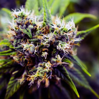 Esrar üreten kavramsal bileşimi.