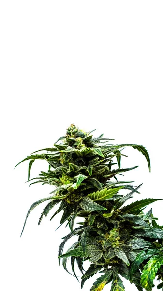 Közelről Friss Cannabis Vagy Marihuána Növény Levelek Pszichoaktív Gyógyszer Vagy — Stock Fotó