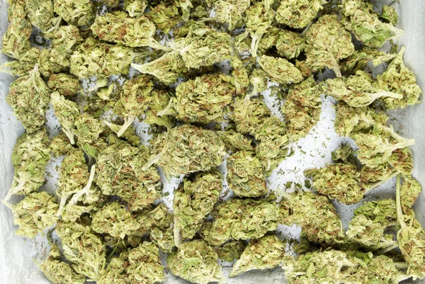 Begreppsmässig Sammansättning Marijuana Isolerad Vit Bakgrund — Stockfoto