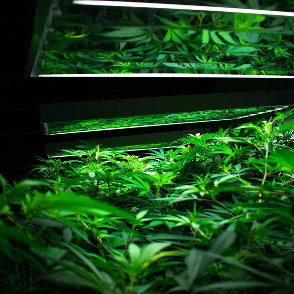 Produktion Von Marihuanapflanzen Sucht Und Gesundheitsfürsorge — Stockfoto