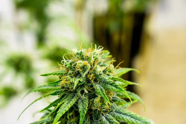 Marijuana Plants Producing Addiction Health Care — Stock Photo, Image