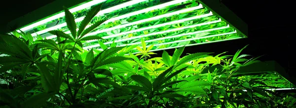 大麻植物生产 成瘾和保健 — 图库照片
