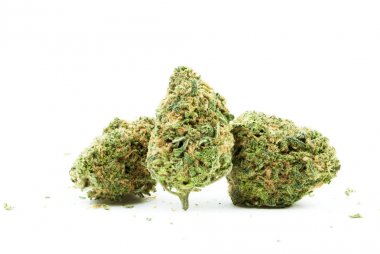 Kurutulmuş marihuananın yakından bak. Uyuşturucu bağımlılığı kavramı. Tıbbi marihuana kavramı 