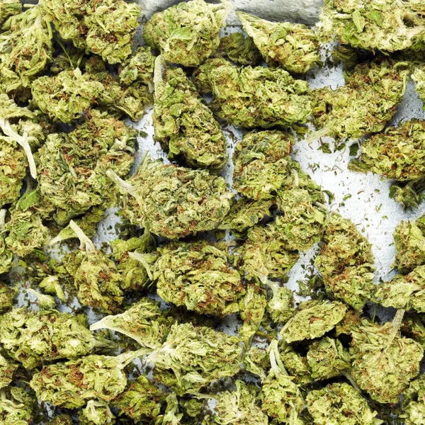 Närbild Syn Torkad Marijuana Narkotikamissbruk Koncept Medicinsk Marijuana Concept — Stockfoto