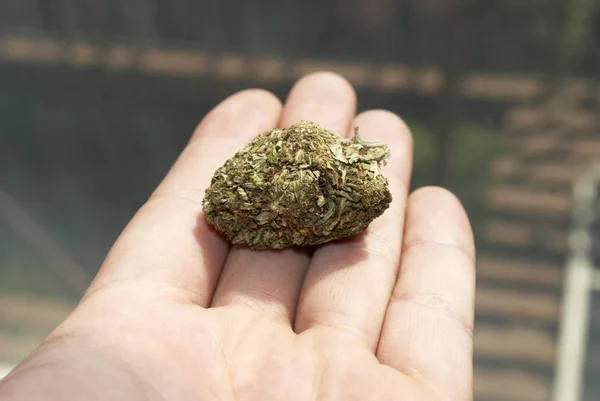 Marijuana Human Hand Cropped View — Stock Photo, Image