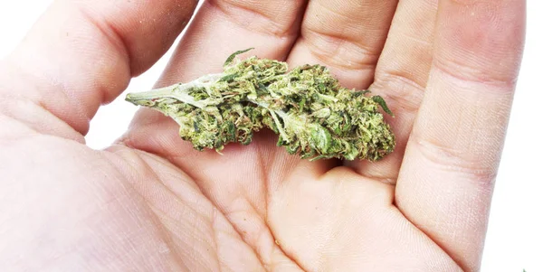 Marijuana Drugs Addiction Concept Cannabis Can Used Medical Purposes — Stock Photo, Image