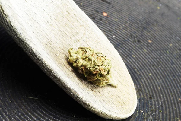 Marihuana Narkotikamisbrug Koncept Cannabis Til Medicinsk Brug - Stock-foto