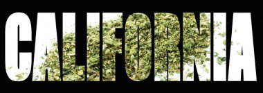 Kaliforniya metni ile marihuana