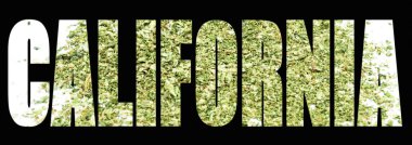 Kaliforniya metni ile marihuana