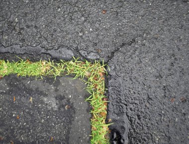 Islak asfalt büyüyen yeşil çim üst görünümü