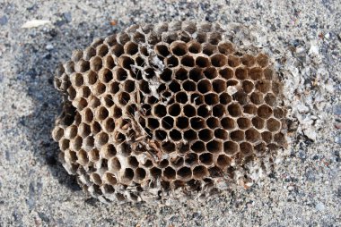 Küçük arı kovanını kapat