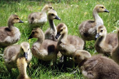 Şirin küçük ördek yavruları.