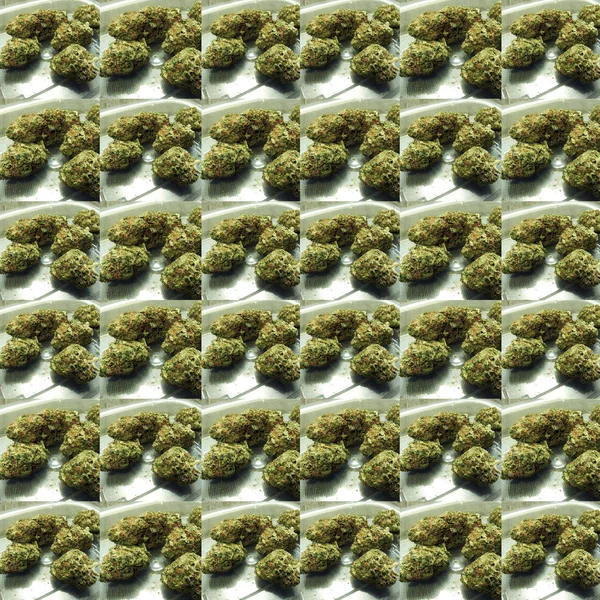 Padrão Sem Costura Com Botões Maconha — Fotografia de Stock