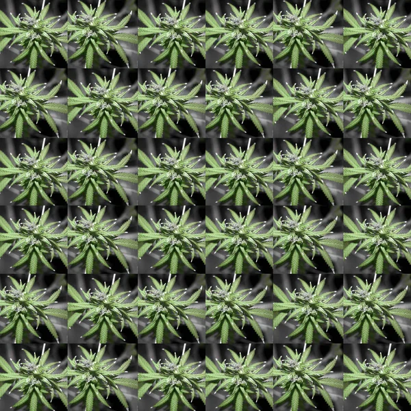 Fondo Sin Costuras Hecho Marijuanna —  Fotos de Stock