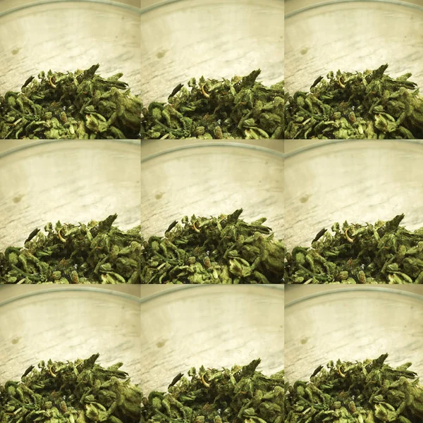 Bezproblemowy Wzór Pączkami Marihuany — Zdjęcie stockowe