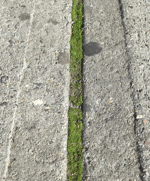 Vista Alto Ângulo Superfície Concreto Cinza Com Musgo Verde Luz — Fotografia de Stock