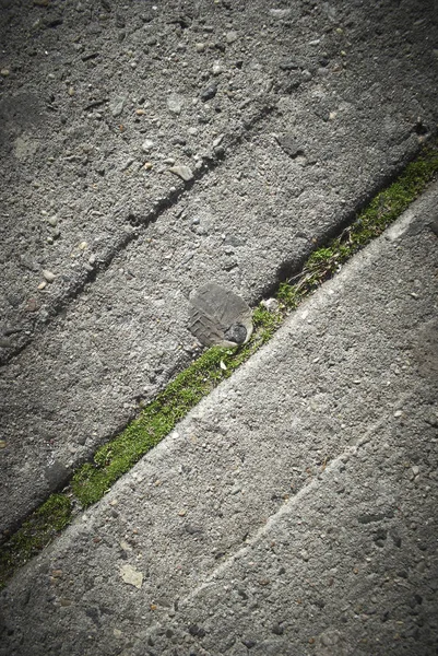 Vista Superior Del Musgo Verde Creciendo Superficie Hormigón Gris —  Fotos de Stock