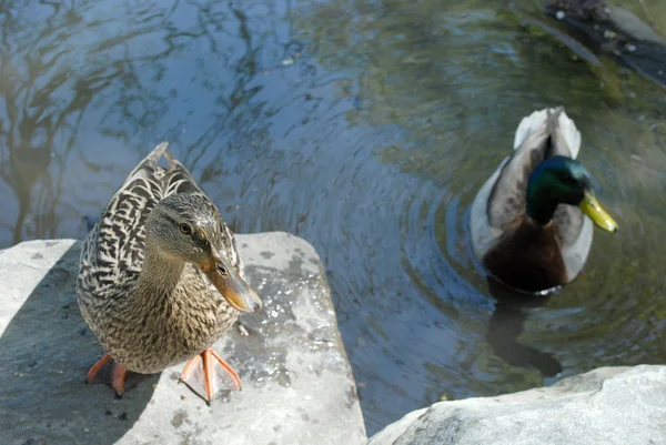 Dos Patos Lago —  Fotos de Stock