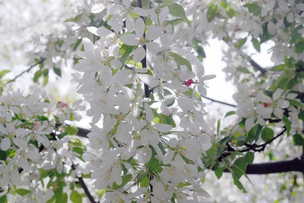 Flores Blancas Flores Cerezo Primavera — Foto de Stock