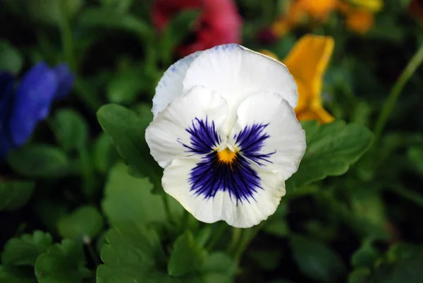Cerrar Flor Blanca Azul — Foto de Stock