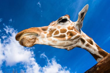 Mavi gökyüzüne karşı komik bir ifade ile Zürafa 