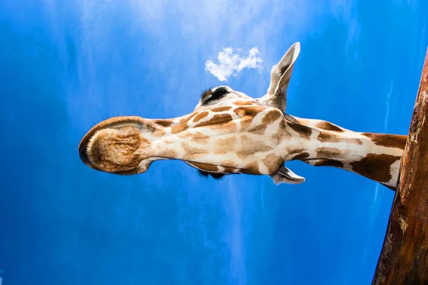 Żyrafa Zabawnym Wyrazem Przeciw Błękitnym Niebem — Zdjęcie stockowe