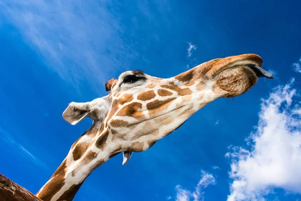 Girafe Avec Une Expression Drôle Contre Ciel Bleu — Photo