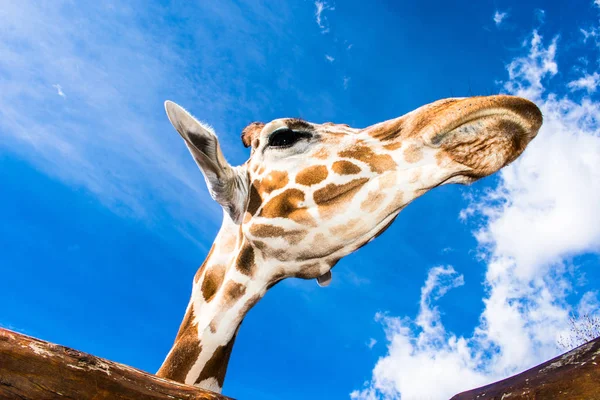 Girafe Avec Une Expression Drôle Contre Ciel Bleu — Photo