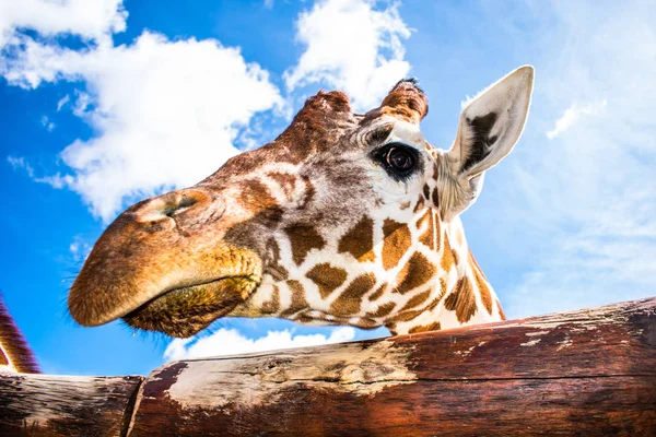 Giraffe Funny Expression Blue Sky — Stock Photo, Image