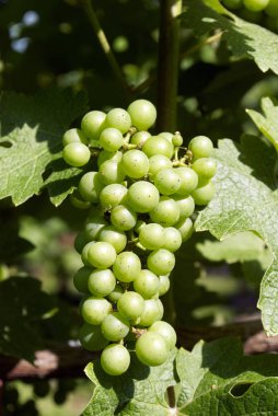 üzüm, üzüm bağı